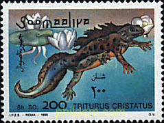 REPTILES ANFIBIOS