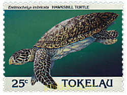 TORTUGAS MARINAS