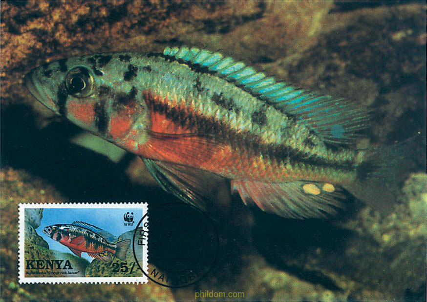 PECES DEL LAGO VICTORIA