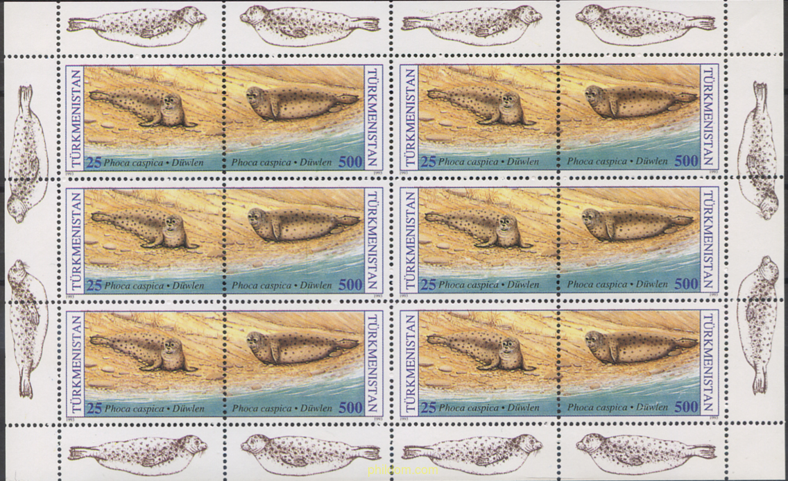 FOCA DEL CASPIO