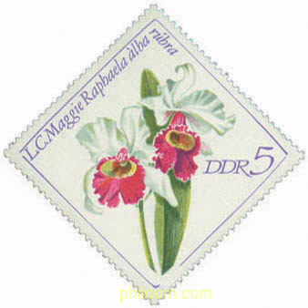 ORQUIDEAS