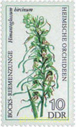 ORQUIDEAS
