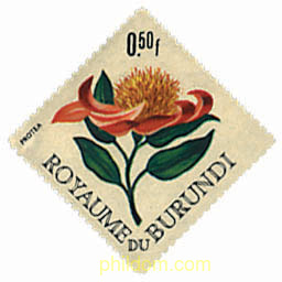 FLORES