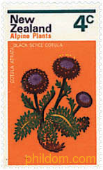 FLORES DE MONTAÑA