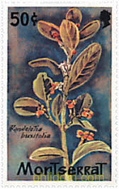 FLORA SILVESTRE
