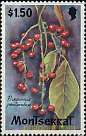 FLORA SILVESTRE