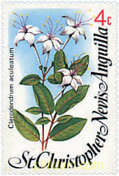 FLORES