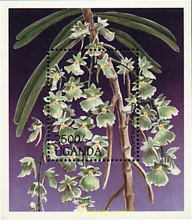 ORQUIDEAS