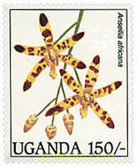 ORQUIDEAS
