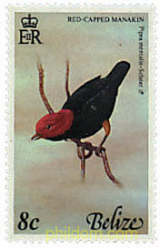 PAJAROS DE BELIZE