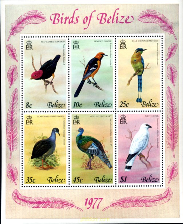 PAJAROS DE BELIZE