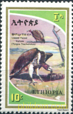 AVES RAPACES