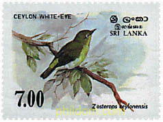 PAJARO