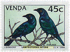 AVES