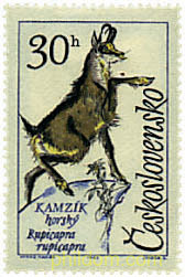 ANIMALES DE TATRAS