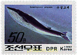 CETACEOS