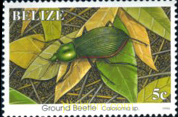 INSECTOS