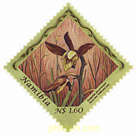 ORQUIDEAS DE NAMIBIA