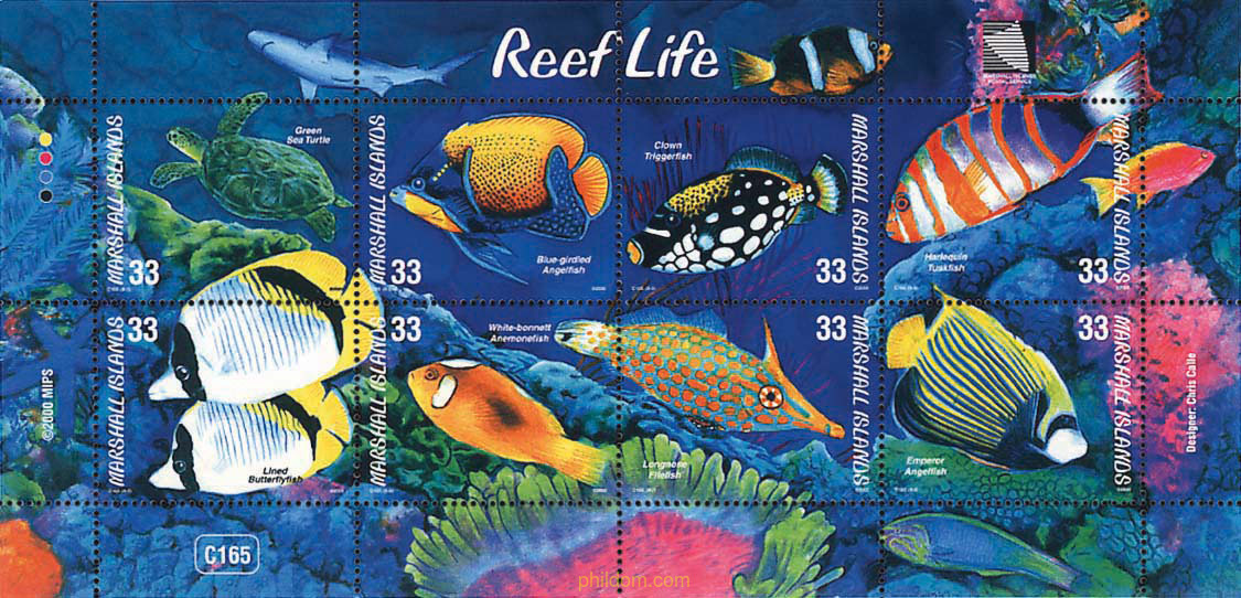 PECES ENTRE CORALES