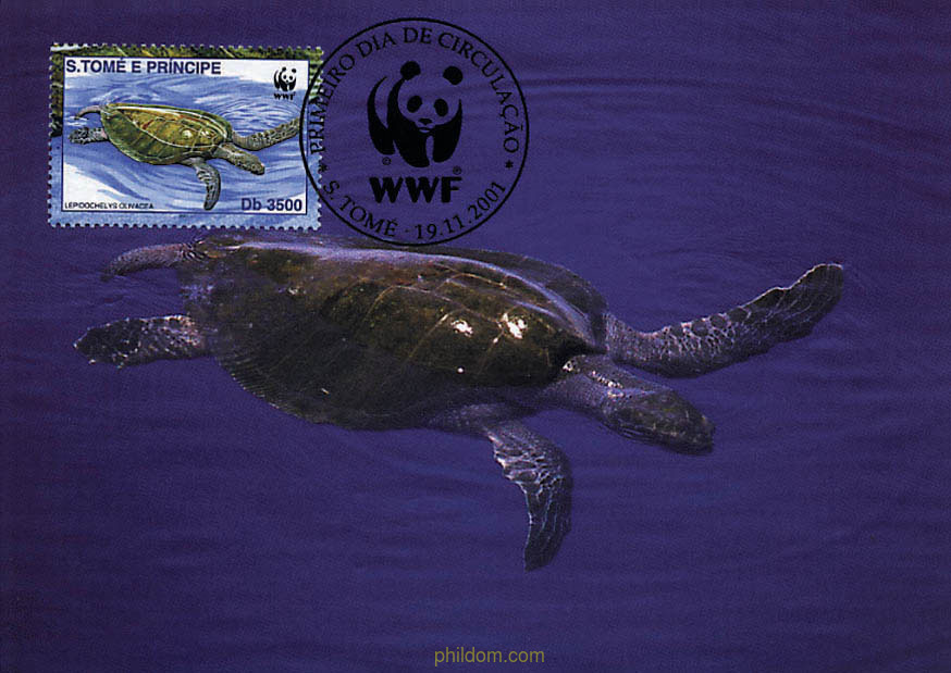 TORTUGA GOLFINA