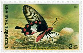 MARIPOSAS