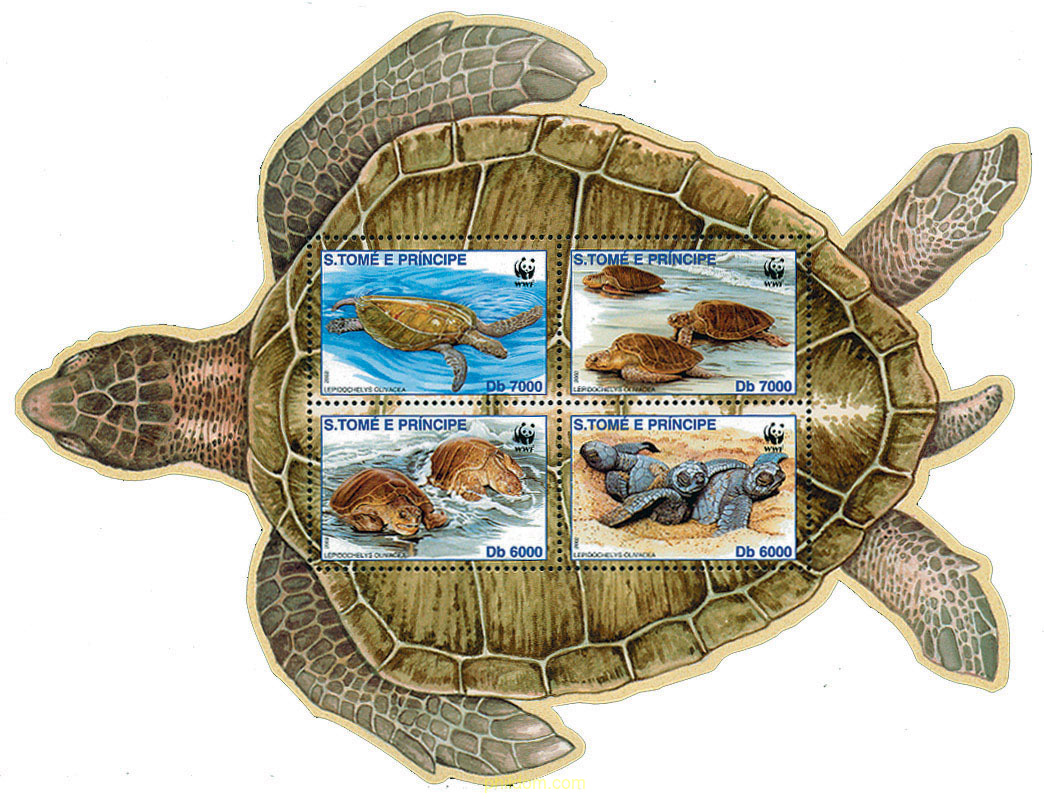TORTUGA GOLFINA