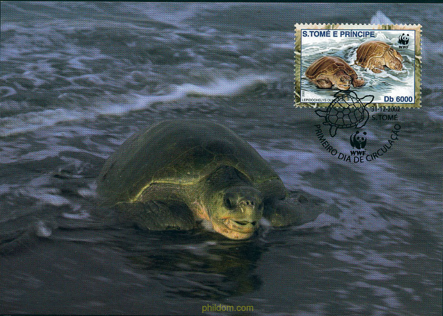 TORTUGA GOLFINA