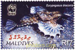 EURYPEGASUS DRACONIS