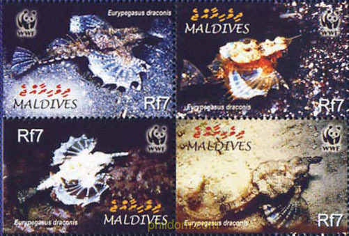 EURYPEGASUS DRACONIS