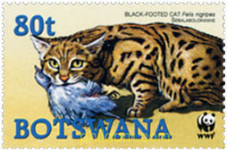 WWF. GATO SALVAJE DE PATAS NEGRAS