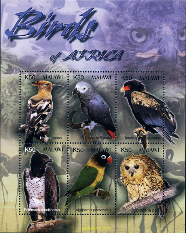 PAJAROS DE AFRICA