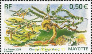 CAMPO DE YLANG-YLANG