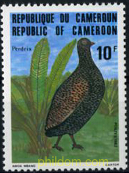 AVES DE CAMERUN