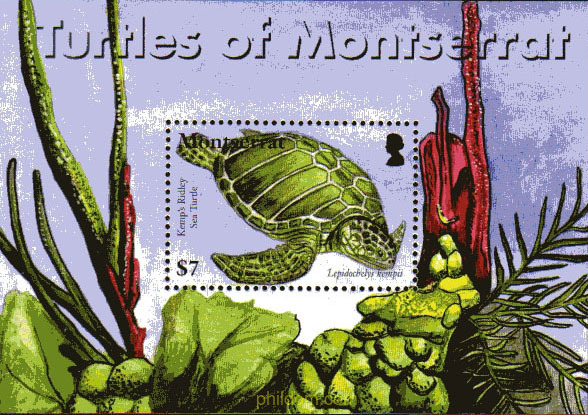 FAUNA MARINA - TORTUGAS DE MONTSERRAT