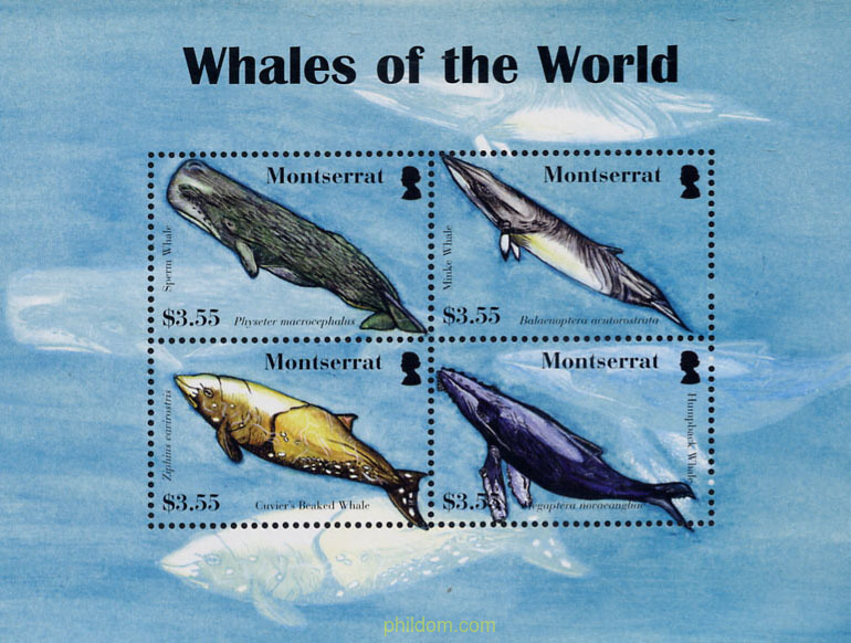 CETACEOS-BALLENAS