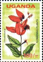 FLORES