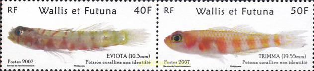 PECES CORALINOS NO IDENTIFICADOS
