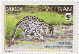 GATO PESCADOR