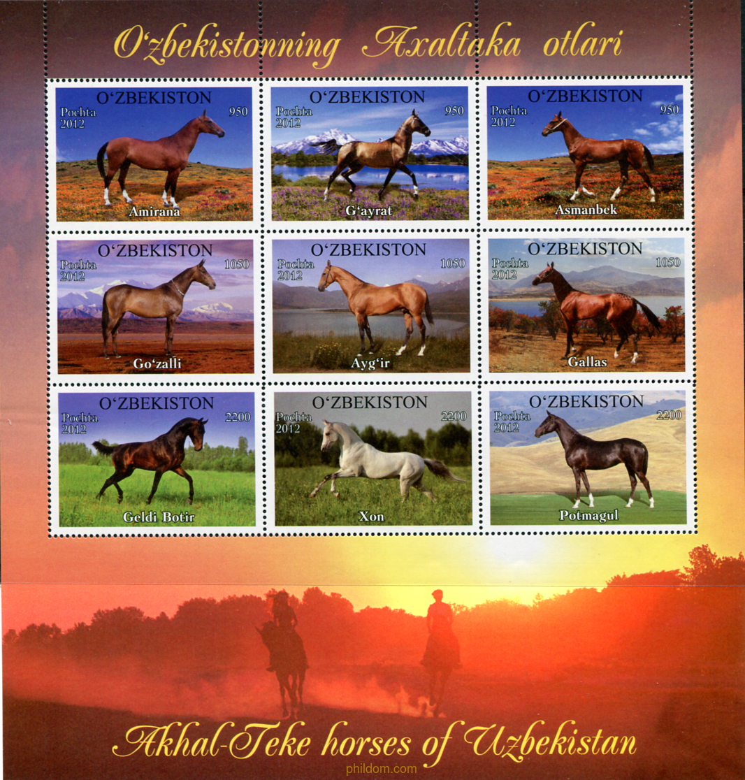 AKHAL-TAKE CABALLOS DE UZBEKISTAN