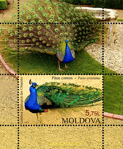 PAVO