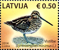 AVES