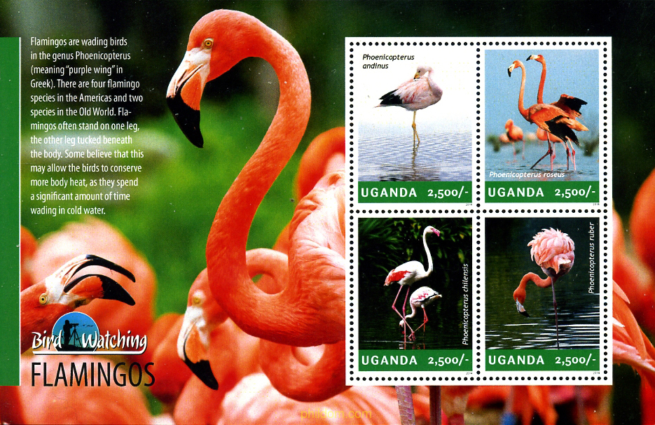 FLAMENCOS
