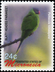 AVES