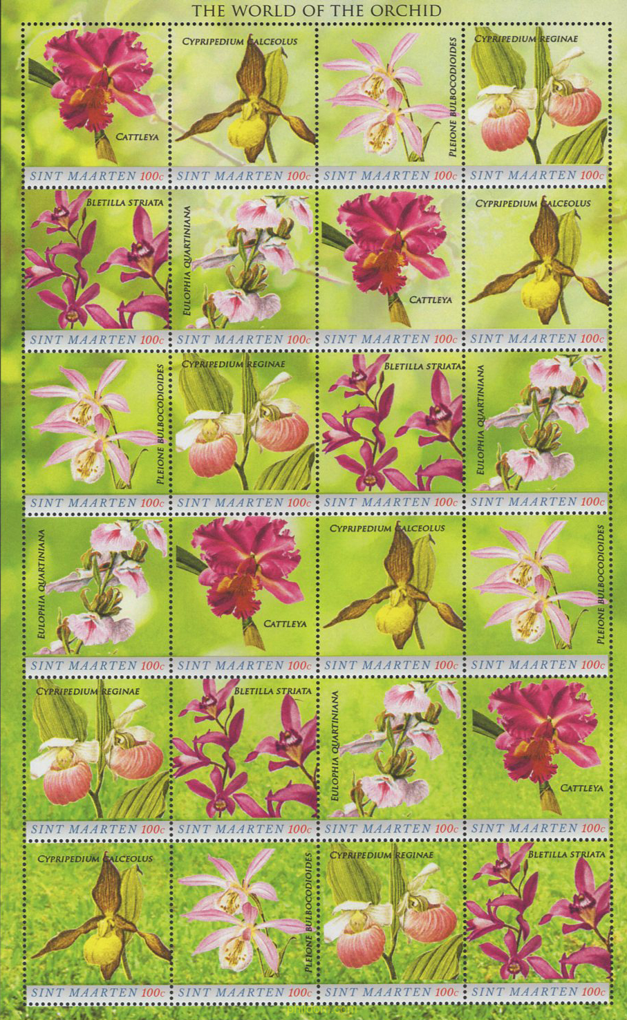 ORQUIDEAS DEL MUNDO