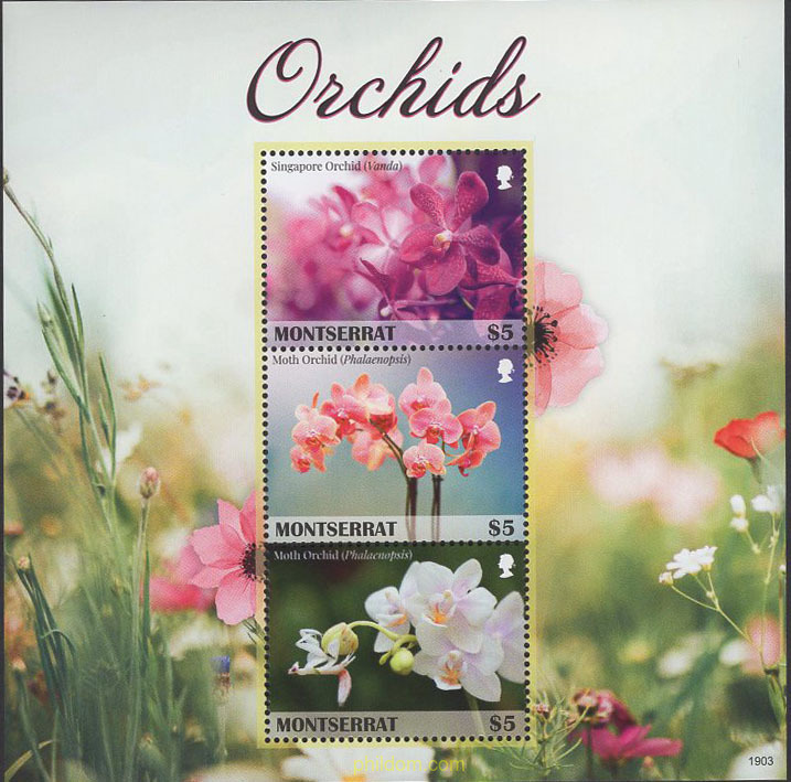 ORQUIDEAS