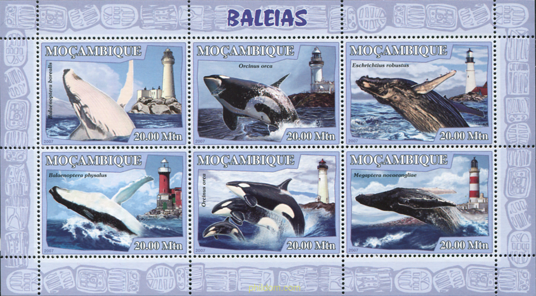 CETACEOS-BALLENAS