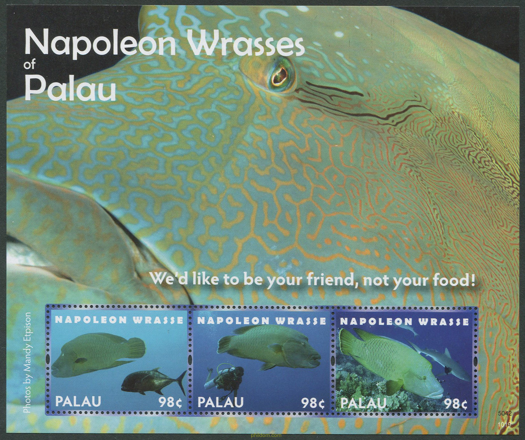 NAPOLEON WRASSES OF PALAU