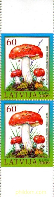 SETAS DE CARNET
