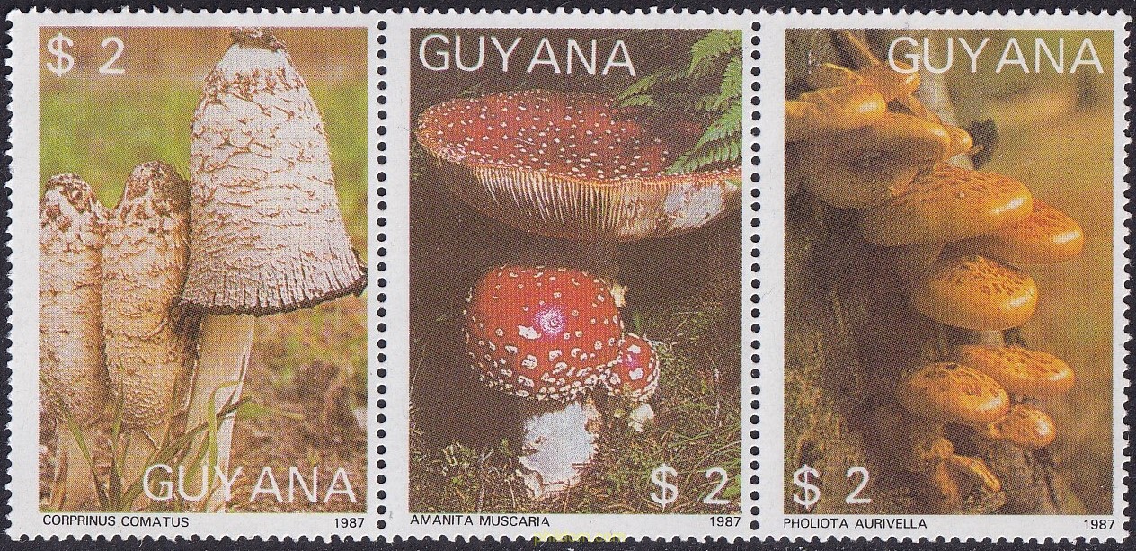 FAUNA Y FLORA