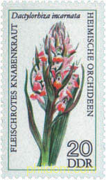 ORQUIDEAS